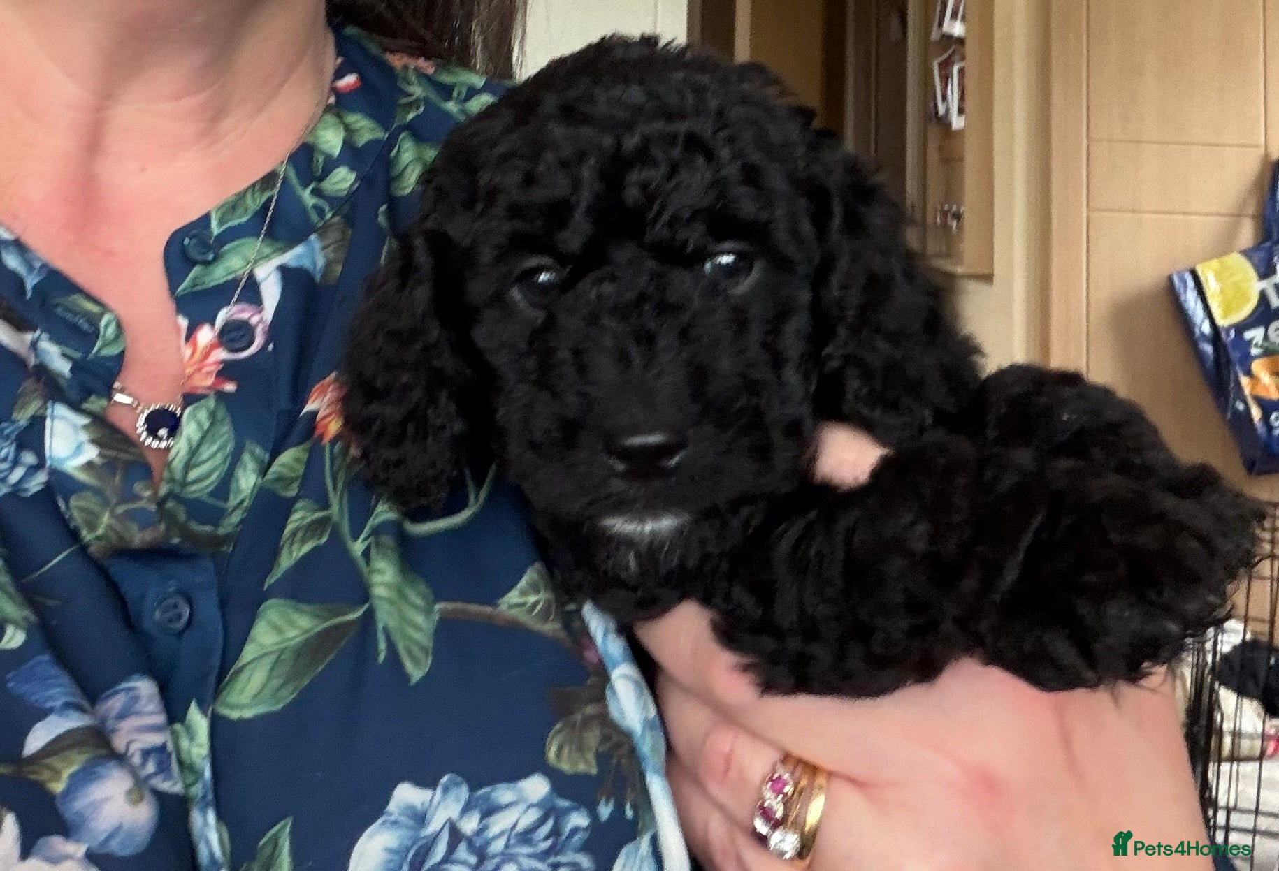 Cockapoo dogs 3 x cockapoos ready 3rd April - Advert 15