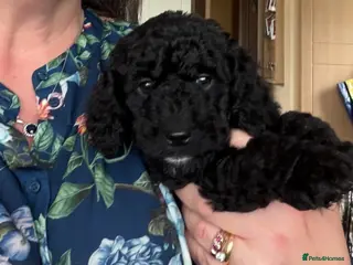 Cockapoo dogs 3 x cockapoos ready 3rd April - Advert 15