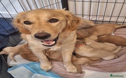 Goldador dogs for sale: Goldador puppies 🐾 - Image 5