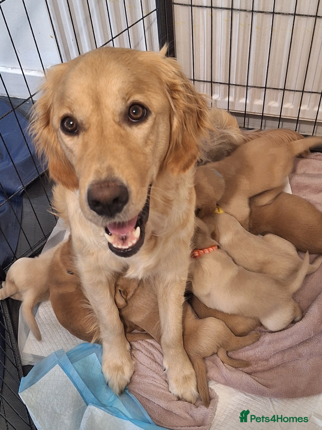 Goldador dogs for sale: Goldador puppies 🐾 - Image 5