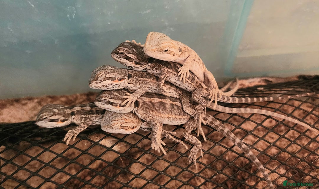 Bearded Dragon reptiles for sale: Baby Bearded Dragon  - Image 7