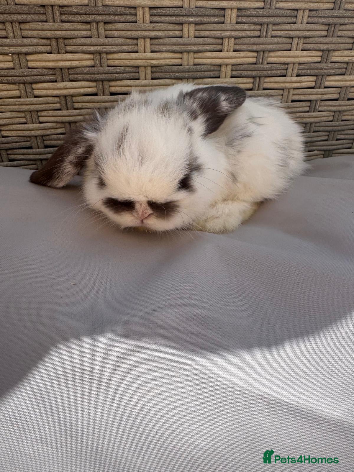 Mini Lop rabbits Gorgeous Mini Lops - Advert 1