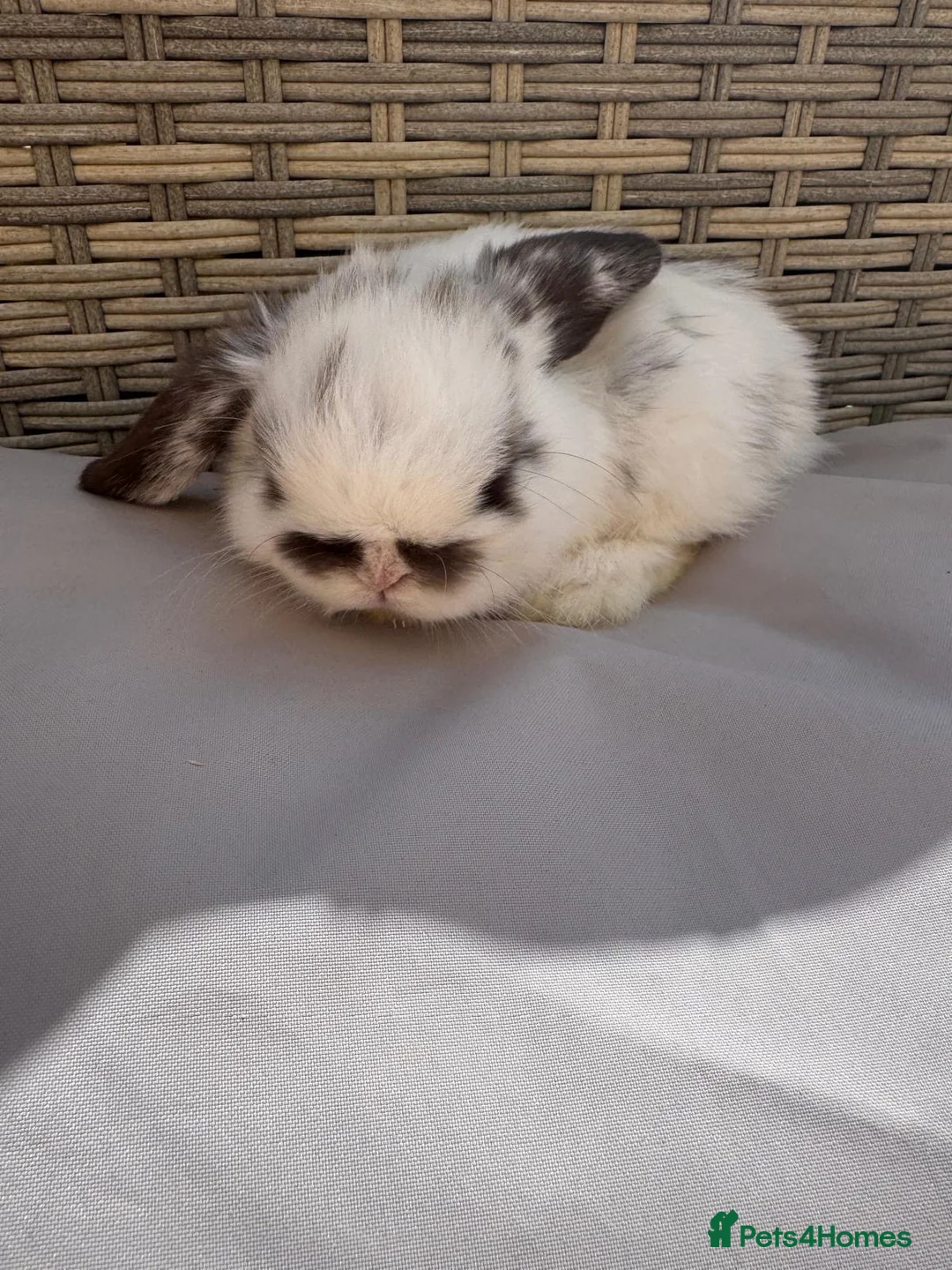 Mini Lop rabbits for sale: Gorgeous Mini Lops in Folkestone - Advert 1