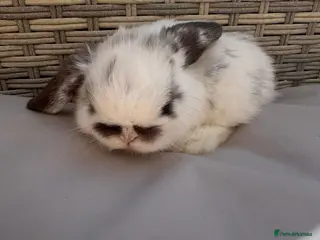 Mini Lop rabbits Gorgeous Mini Lops - Advert 1