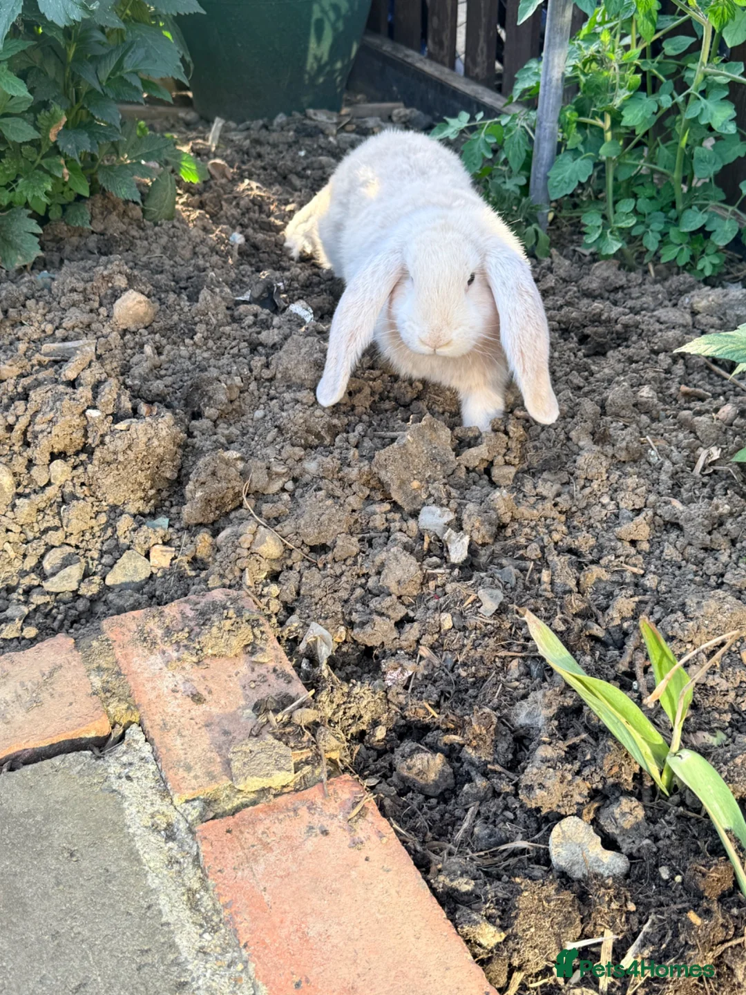 French Lop rabbits for sale: Giant French Lop 🐇🐰1 female 1 Male - Advert 2