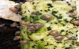 Snails invertebrates for sale: Baby Giant African Land Snails - Advert 4