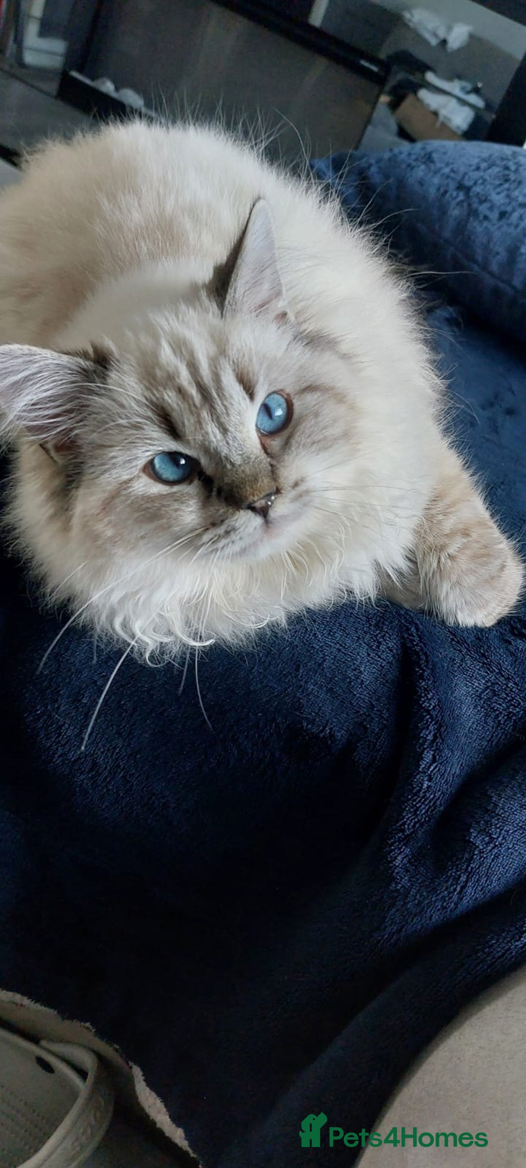 Ragdoll cats for sale: 1 year old Male Ragdoll - Advert 2