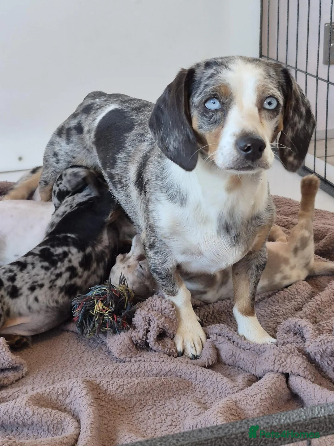 Dachshund dogs for sale: Gorgeous puppies - Advert 2