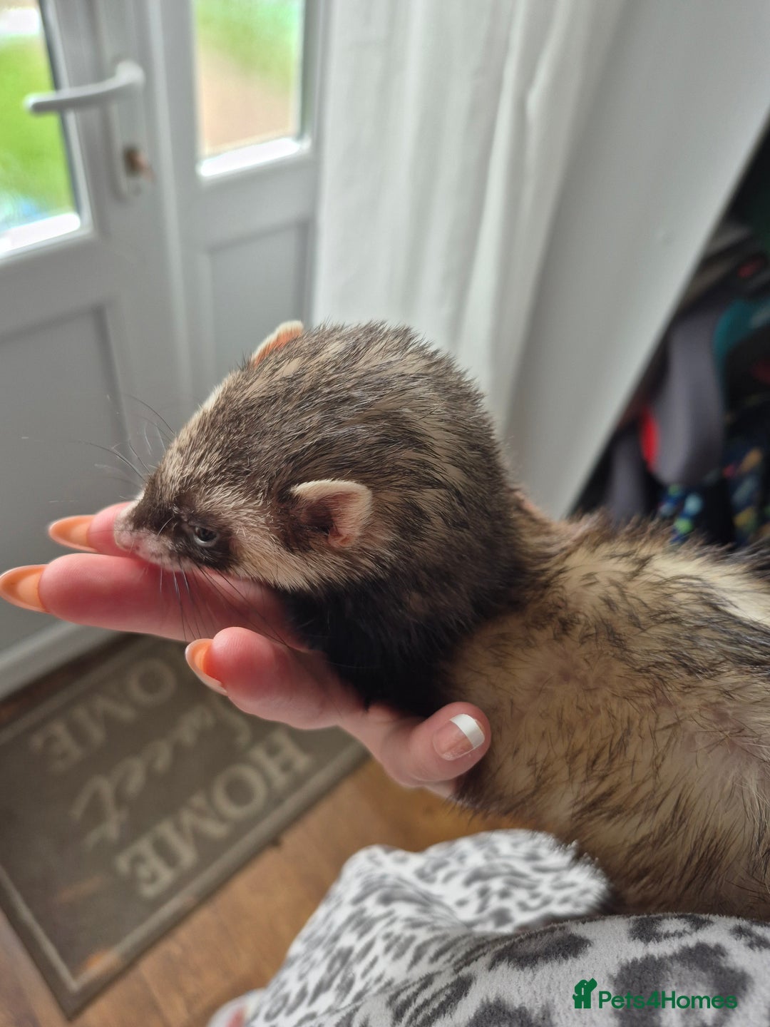 Ferret rodents for sale: Male and female ferrets and cage - Image 8