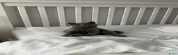 British Shorthair cats for sale: British Blue Boy - Advert 8