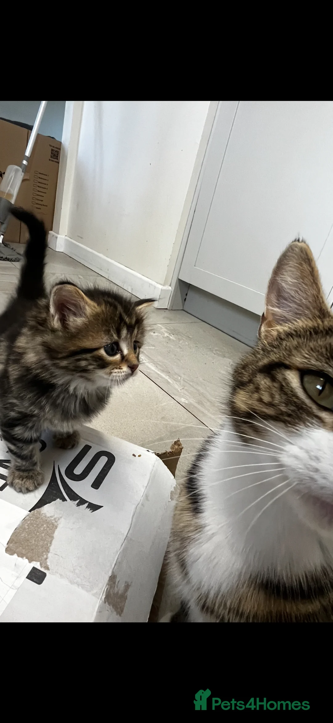 Mixed Breed cats for sale: 4 kittens looking for a loving home. in Doncaster - Advert 2