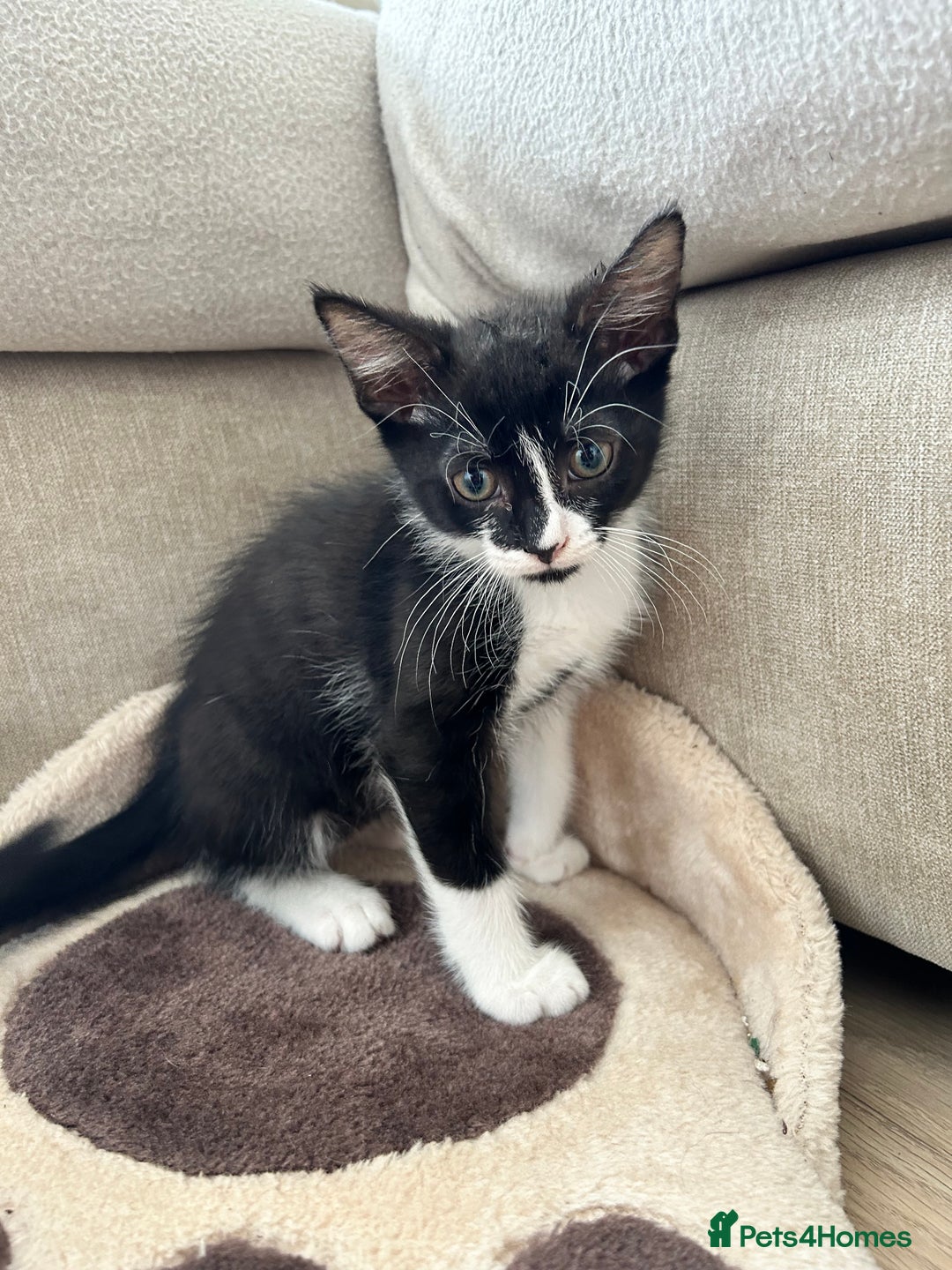 British Shorthair cats for sale: 2 boys 2 girls - Image 1