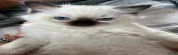 Ragdoll cats for sale: 🏆 champion bloodline pedigree pure ragdoll kitten - Advert 13