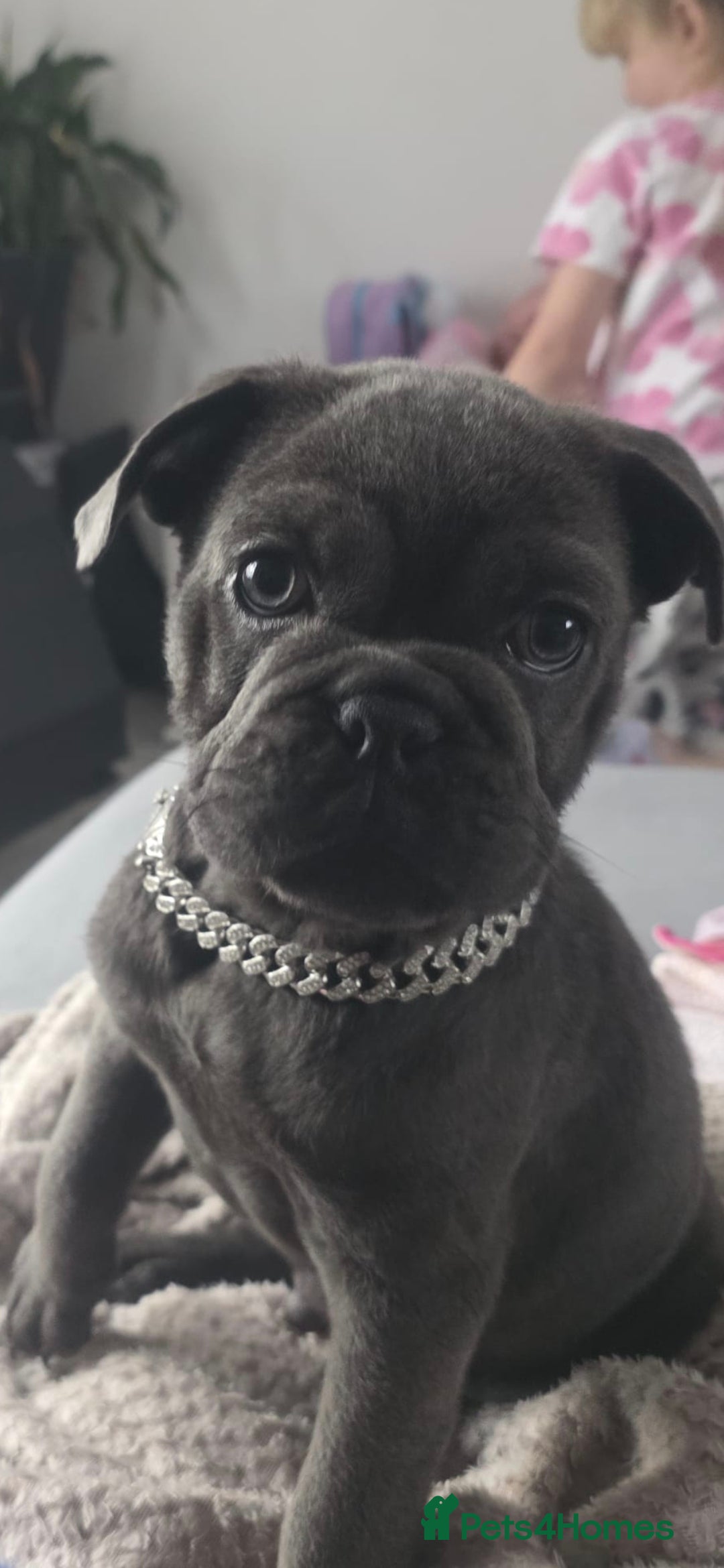 Mixed Breed dogs for sale: English bulldog x pug - Advert 3