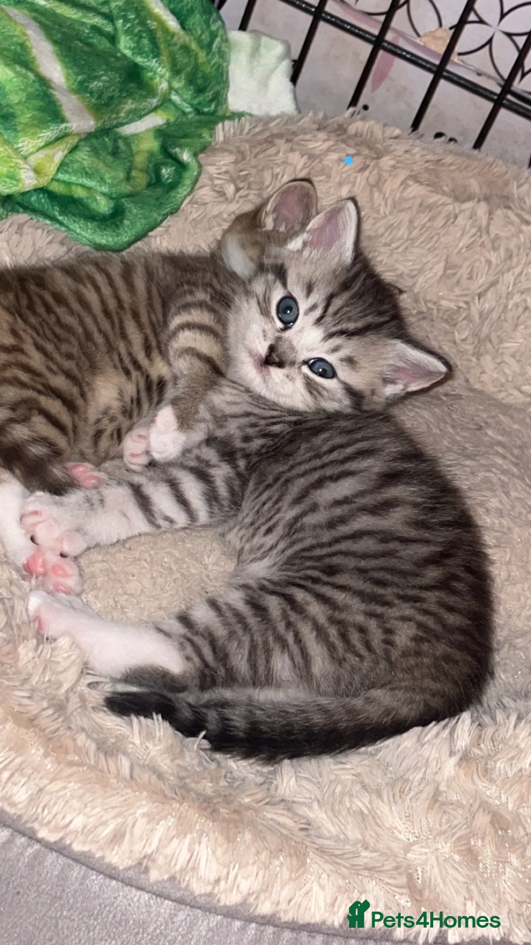 Mixed Breed cats for sale: British Short Hair X Kitten 1 MALE - Advert 4