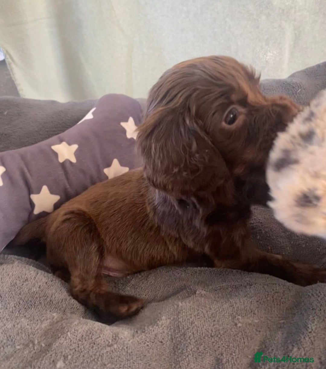 Cocker Spaniel dogs for sale: Cocker spaniel  puppies  - Advert 3