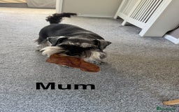 Miniature Schnauzer dogs for sale: Ready for our forever home’s miniature schnauzers  - Image 14