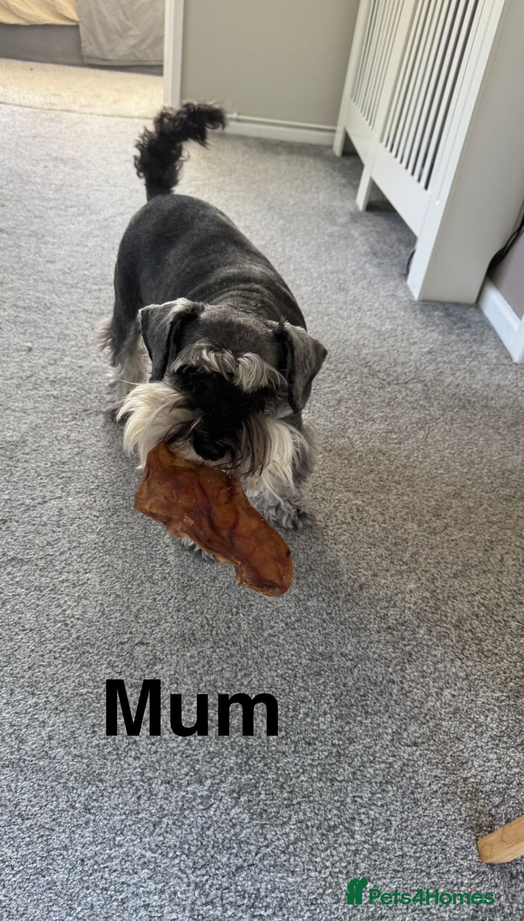Miniature Schnauzer dogs for sale: Ready for our forever home’s miniature schnauzers  - Image 14