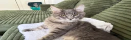 Maine Coon cats for sale: Beautiful full breed blue silver tabby Maine coon - Advert 5