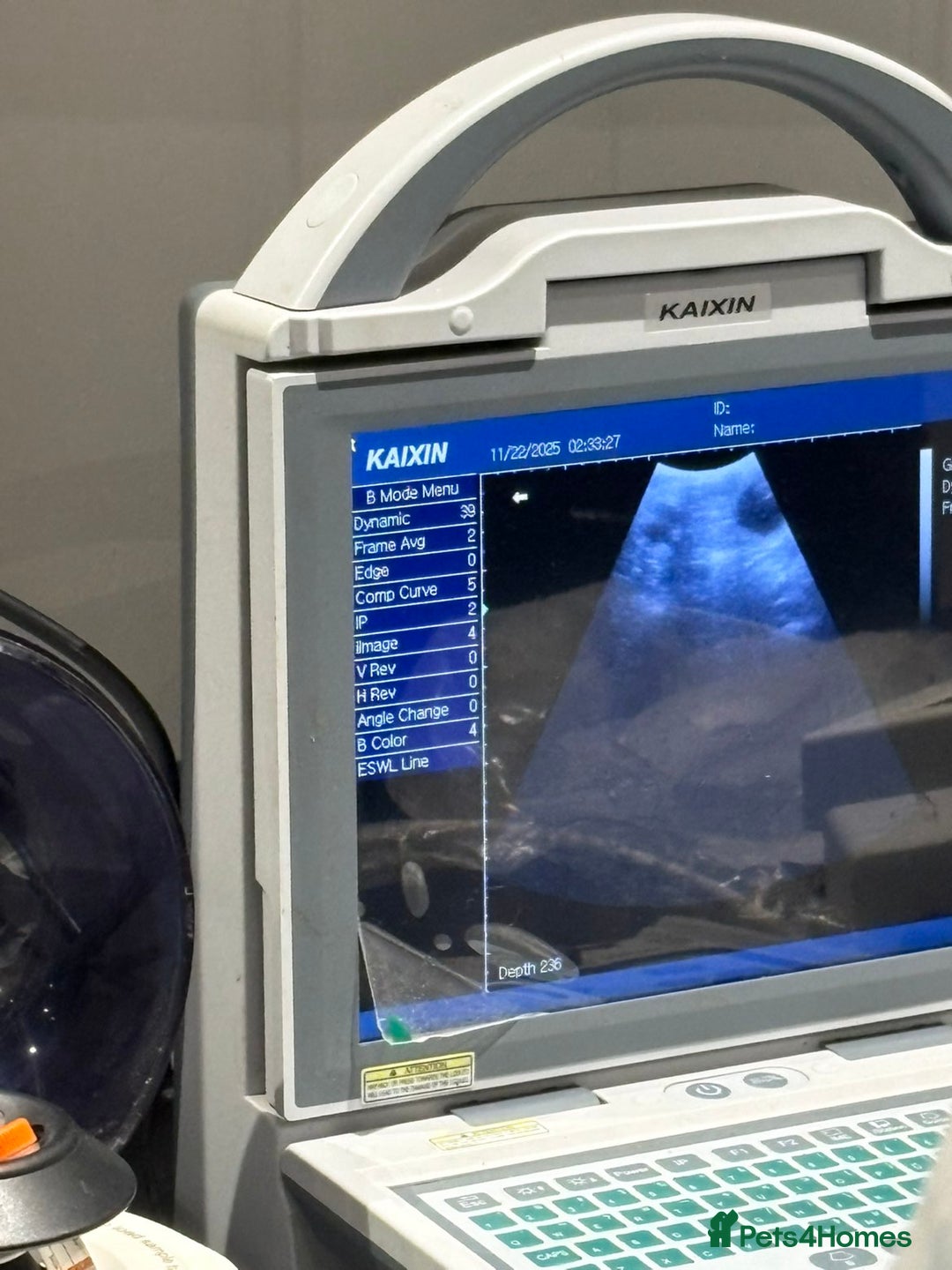 Staffordshire Bull Terrier dogs for sale: Confirmation of pregnancy  - Advert 4