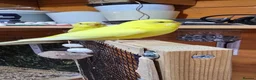 Budgerigars birds for sale: 6 Budgerigars for Sale - Advert 7