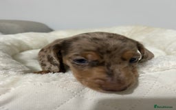 Miniature Dachshund dogs for sale: Multi coloured litter - Image 21