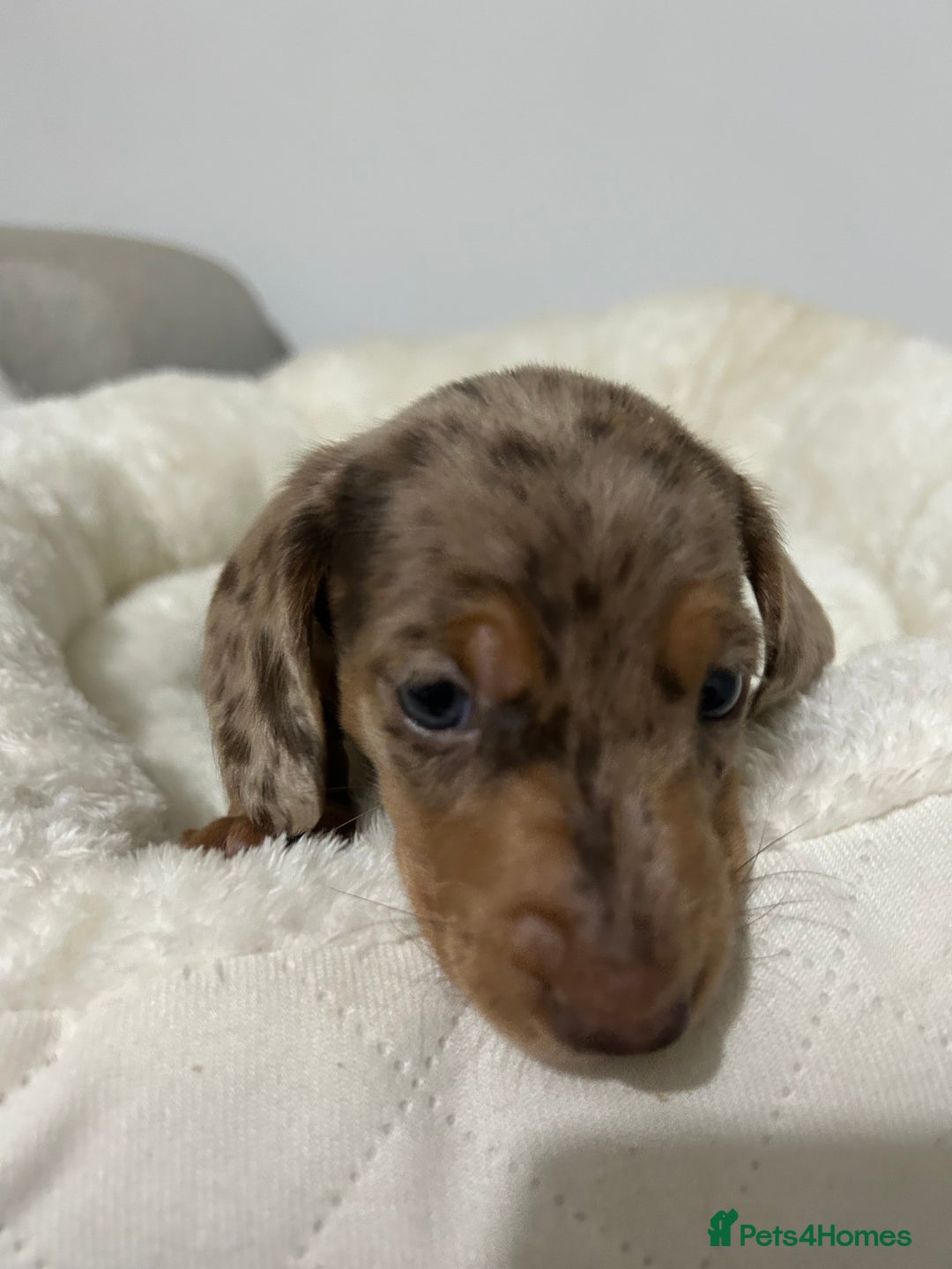 Miniature Dachshund dogs for sale: Multi coloured litter - Image 21