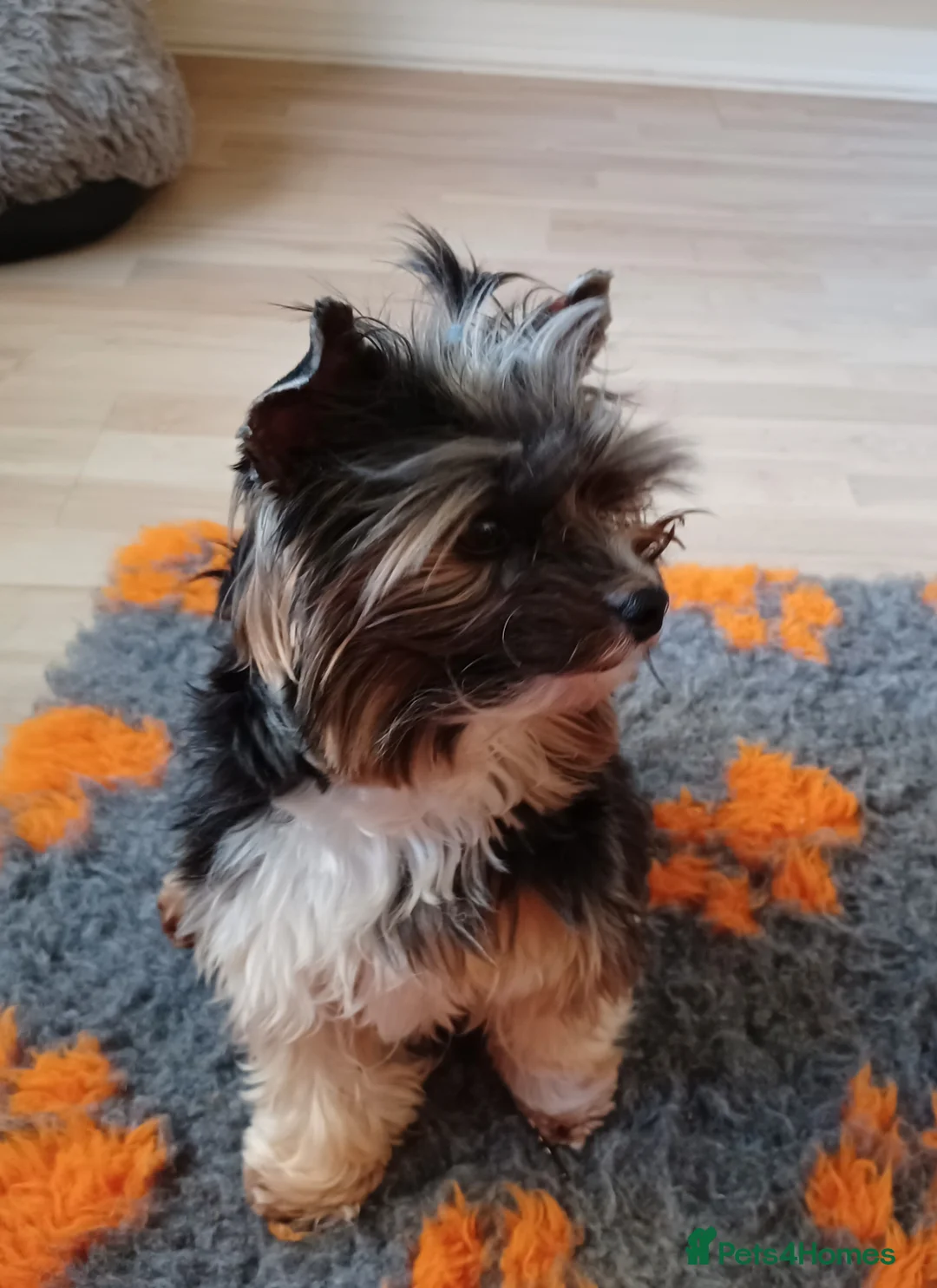 Yorkshire Terrier dogs for stud: Purebred BiewerTerrier/ColourfulYorkie Proven Stud in Merthyr Tydfil - Advert 8