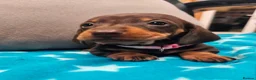 Miniature Dachshund dogs for sale: Beautiful KC Miniature Dachshund Puppies 🐾 - Advert 26