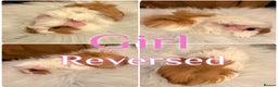 Guinea Pig rodents for sale: Baby Guinea Pigs for Sale Peruvian/Sheltie Mix 8wk - Advert 4