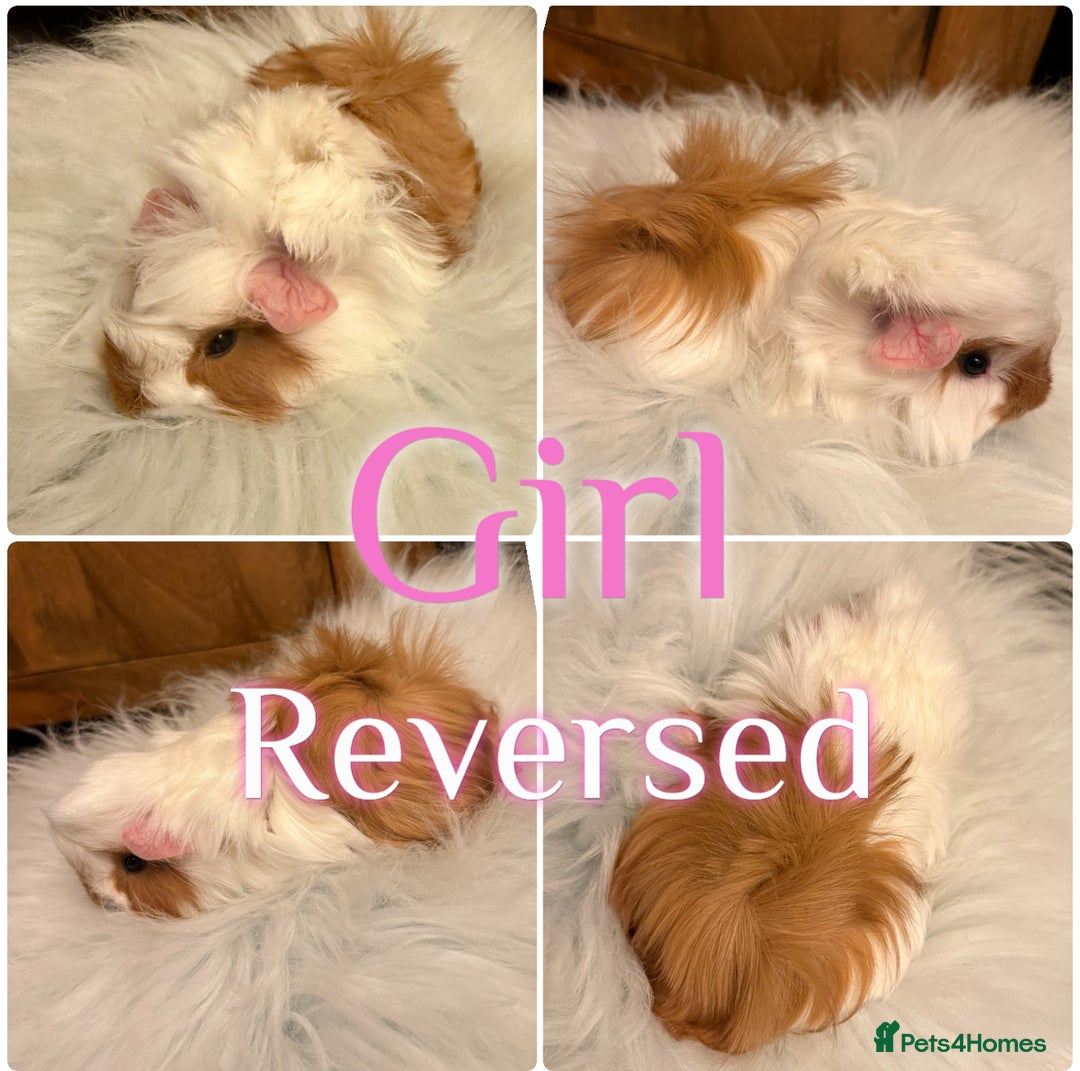 Guinea Pig rodents for sale: Baby Guinea Pigs for Sale Peruvian/Sheltie Mix 8wk - Advert 4