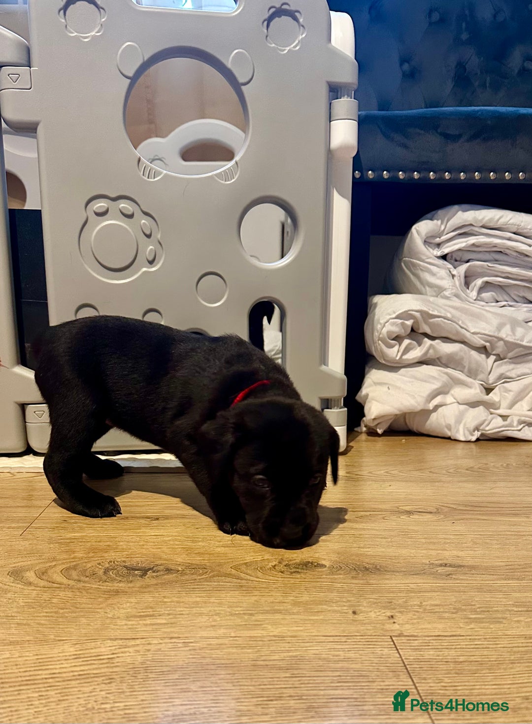 Mixed Breed dogs for sale: Lab- Cane Corso Puppies Looking for Loving Homes - Advert 21