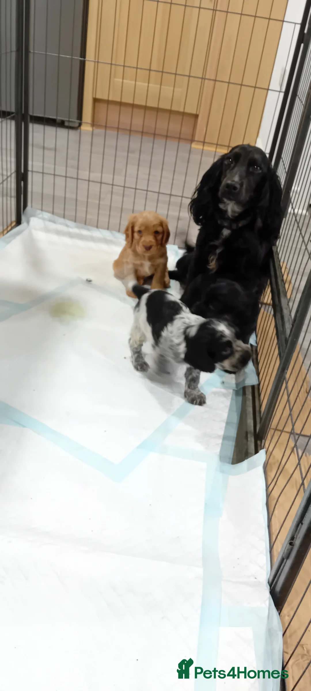 Cocker Spaniel dogs for sale: QUALITY COCKER SPANIAL PUPPIES - VARIOUS COLOURS - Advert 2