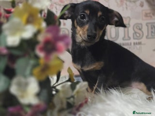 Mixed Breed dogs Pomweenies 💕💕 - Advert 3