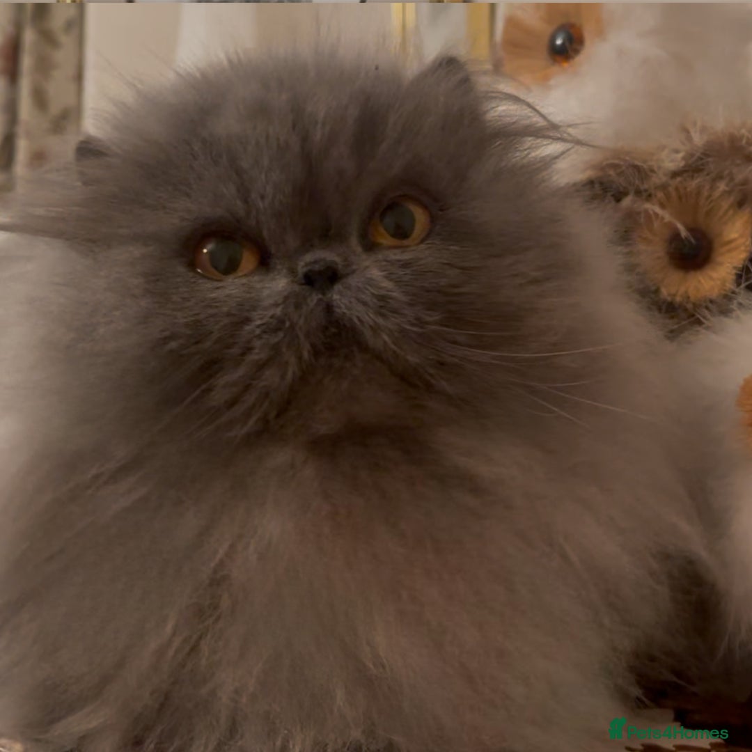 Persian cats for sale: Stunning Persians 2 CFA reg + 3 others - Advert 3