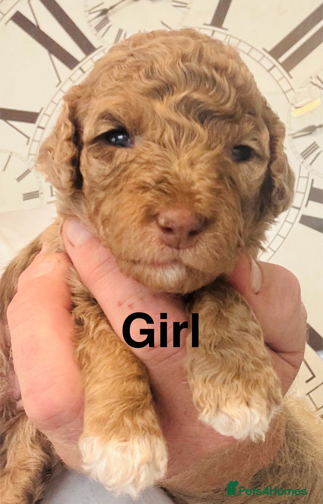 Cockapoo dogs for sale: stunning merle cockapoo puppies, ready 21st august - Image 8