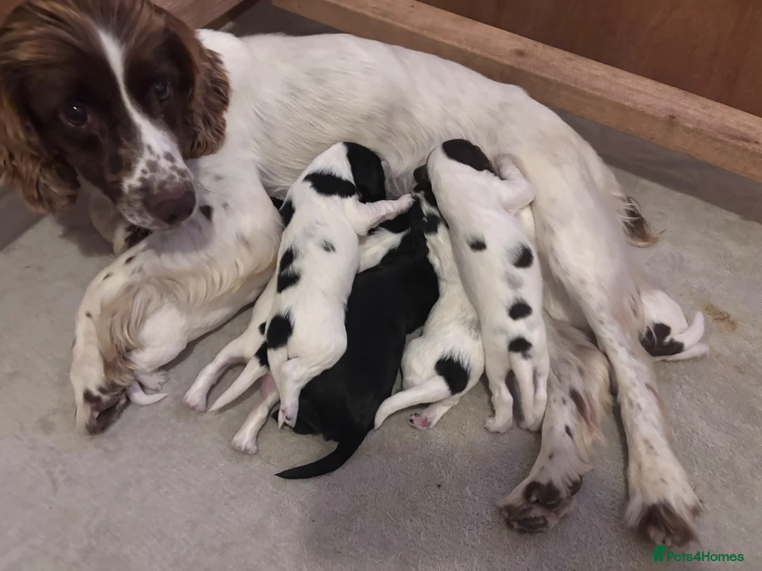 Sprocker dogs for sale: STUNNING SPROCKERS F1 in Narberth - Advert 8