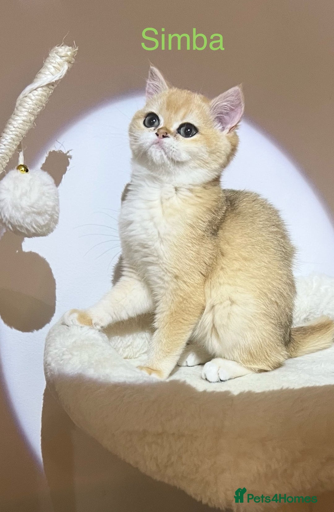 British Shorthair cats for sale: Rare Golden NY12 British Shorthair Boy - Image 12