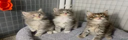Maine Coon cats for sale: Tica Beautiful Maine Coon Kittens  in Sittingbourne - Advert 25