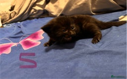 Mixed Breed cats for sale: Kittens - Image 2