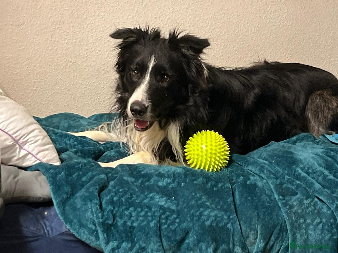 Border Collie dogs for adoption: Meet LOKI !  He desperately needs a Loving Home ! - Image 12