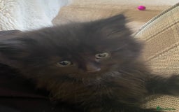 British Shorthair cats for sale: Adorable kittens  - Image 9
