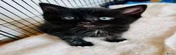 Ragdoll cats for sale: Adorable Teddy Bear Mink Ragdoll x BSH kittens  - Advert 13