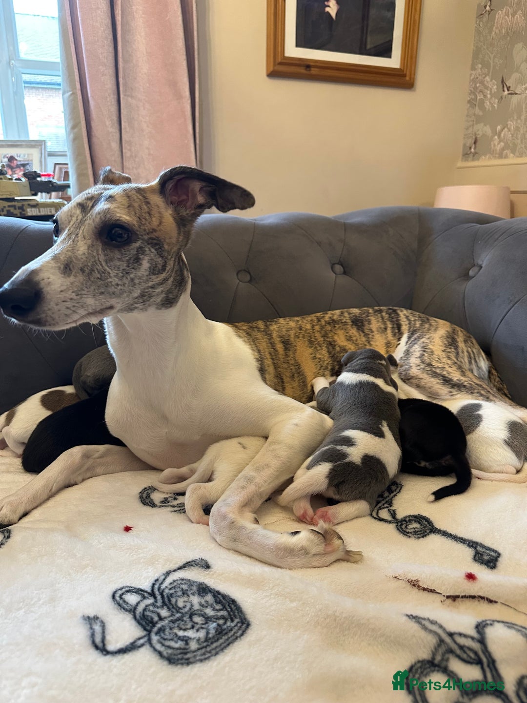 Whippet dogs for sale: KC Registered Whippet Puppies - Advert 1