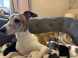 Whippet dogs KC Registered Whippet Puppies - Advert 12