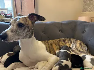 Whippet dogs KC Registered Whippet Puppies - Advert 4