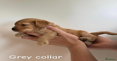 Cockapoo dogs - Advert 10