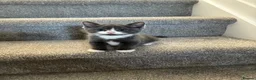 British Longhair cats for sale: 5 stunning kittens  - Advert 10