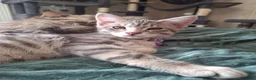 Mixed Breed cats for sale: 4 boys,XL Bengal × Maine Coon  - Advert 22