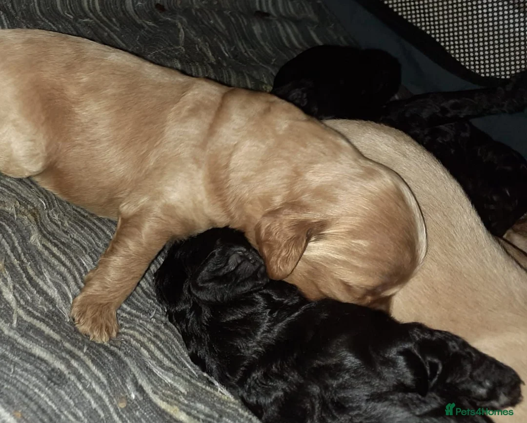 Mixed Breed dogs for sale: Miniature cockerdoodle - Advert 2